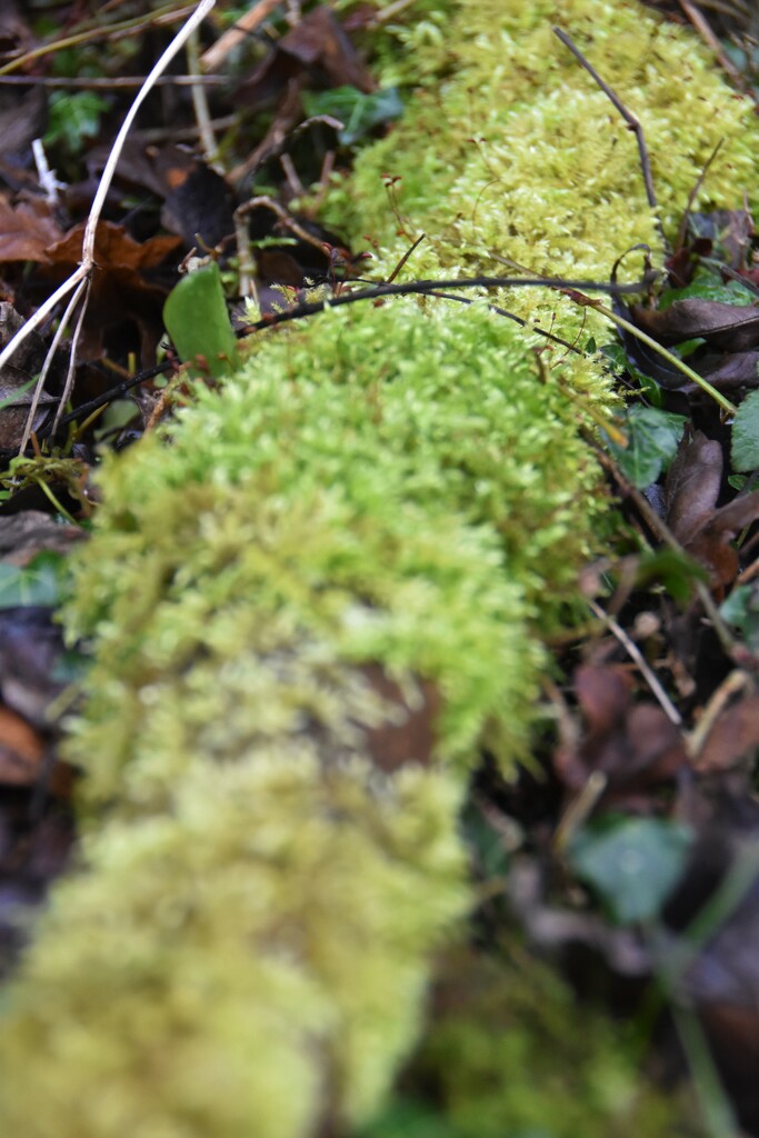 Mini Mossy project 2 by 365anne