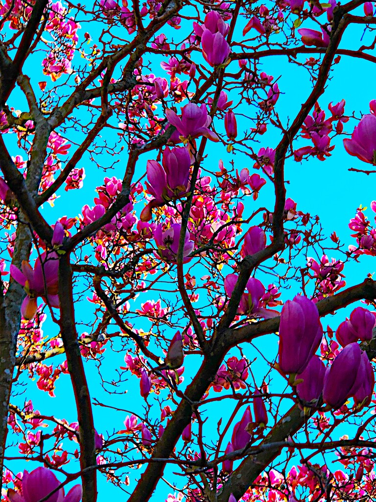 Japanese magnolia by congaree