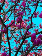 15th Feb 2022 - Japanese magnolia