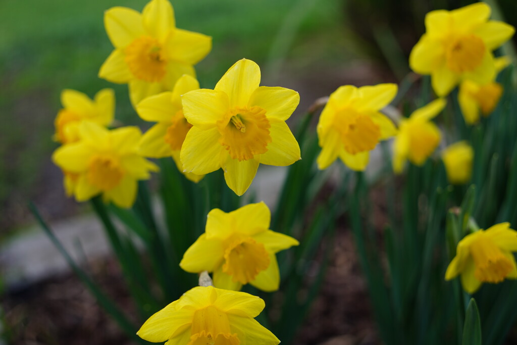 Daffodil by acolyte