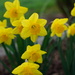 Daffodil by acolyte