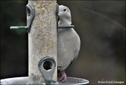 15th Feb 2022 - Tucking in to the seed