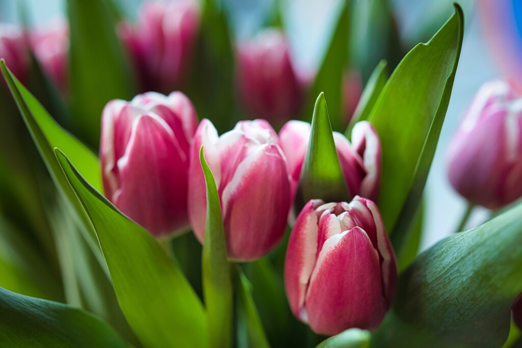 Tulips by okvalle