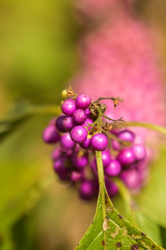 Beautyberry by danette