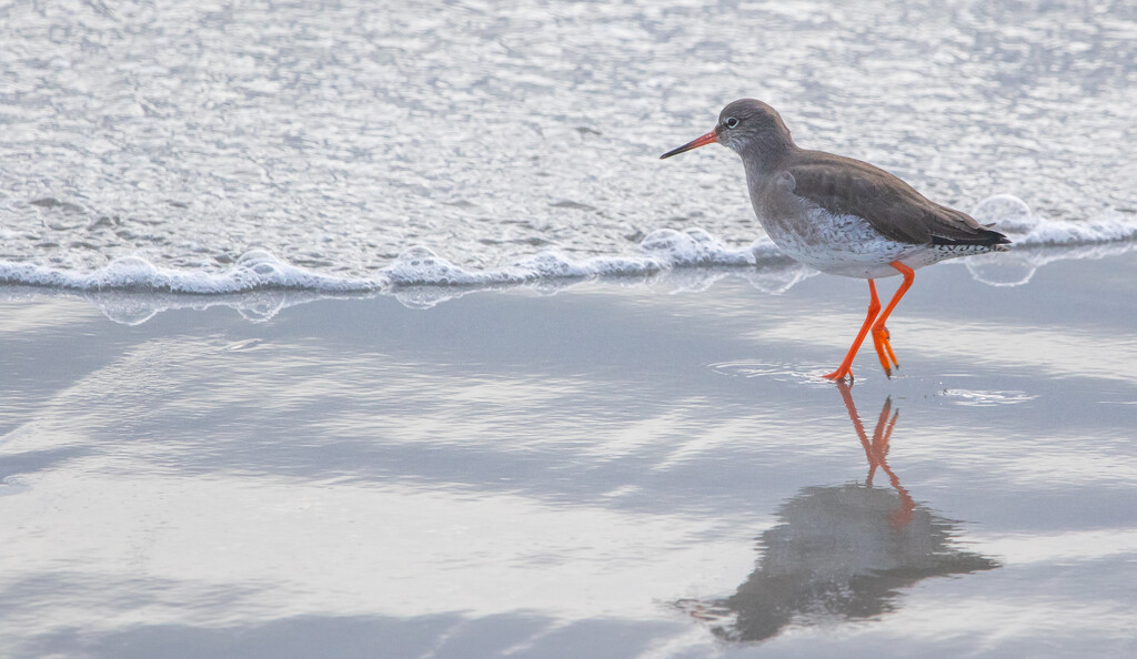 Redshank by lifeat60degrees