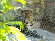 15th Feb 2022 - Finally Spotted a Leopard!