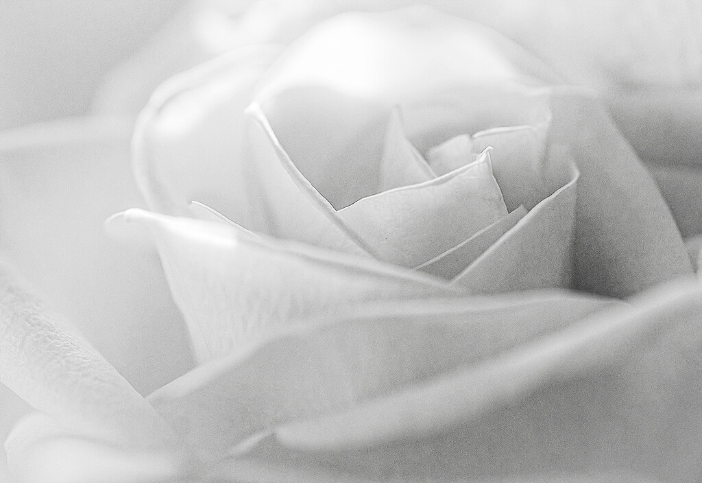 The Rose by gardencat
