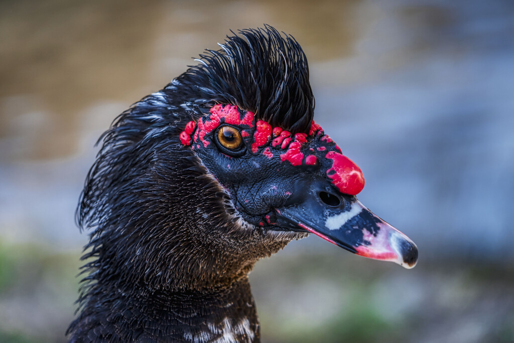 Black Muscovy Duck by kvphoto