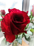 14th Feb 2022 - Valentines Day Rose