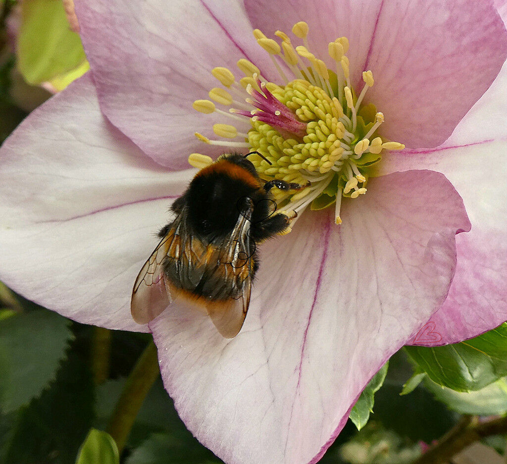 Winter Bee  by wendyfrost