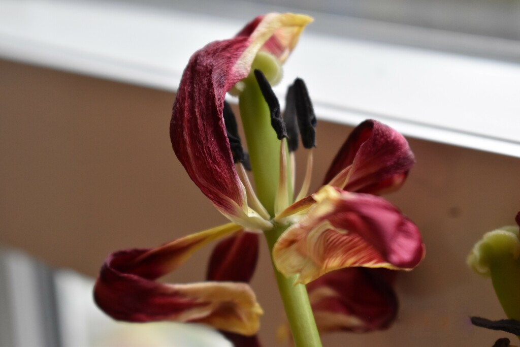 A dying tulip by midge