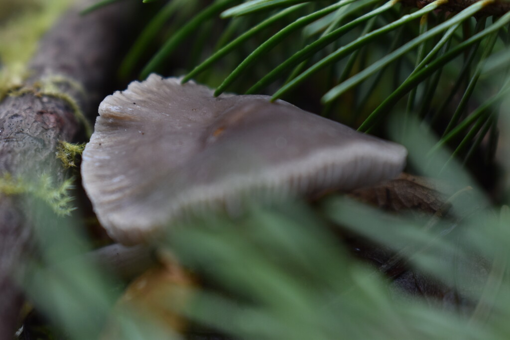 flat mushroom by midge
