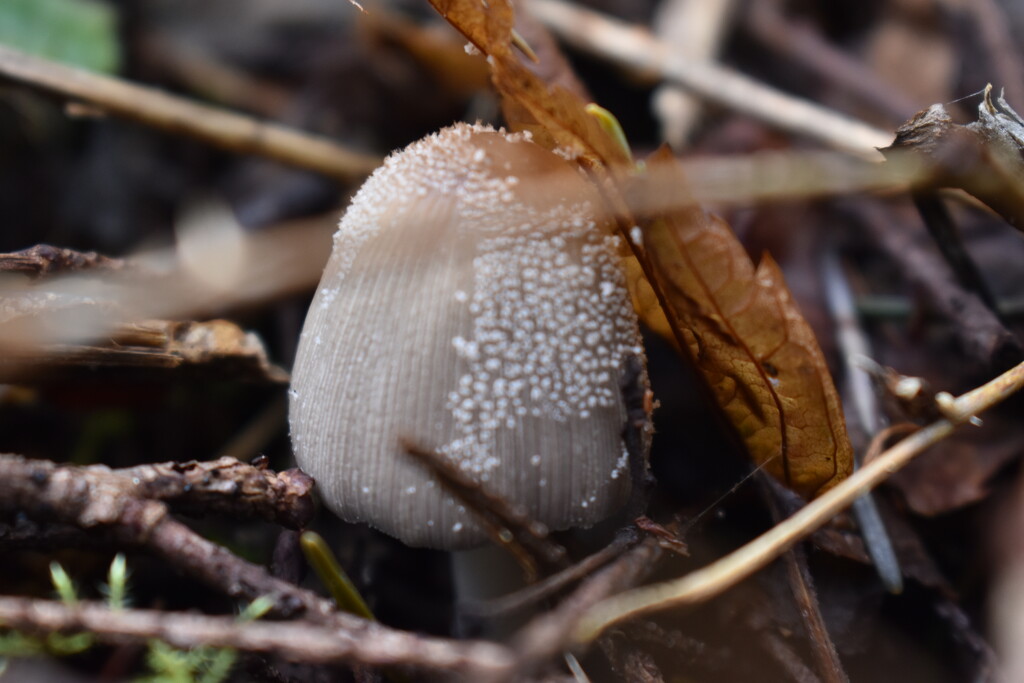 cap mushroom by midge