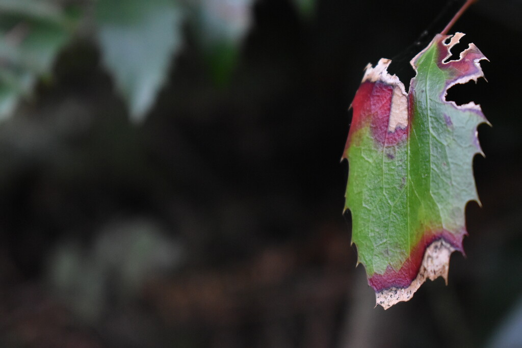 dying leaf by midge