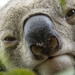hellooooo Bullet by koalagardens