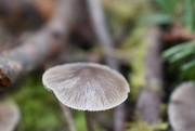 29th Dec 2021 - another mushroom
