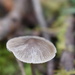 another mushroom by midge