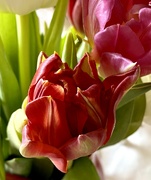 13th Feb 2022 - Tulip