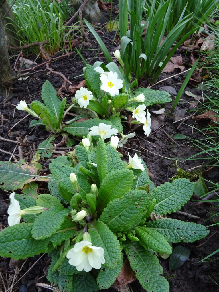 The primroses are awakening in our garden by marianj