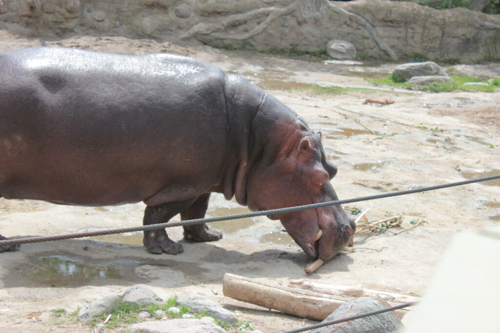 Hippo Day by spanishliz
