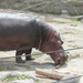 Hippo Day by spanishliz
