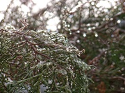 16th Feb 2022 - Icy branches...