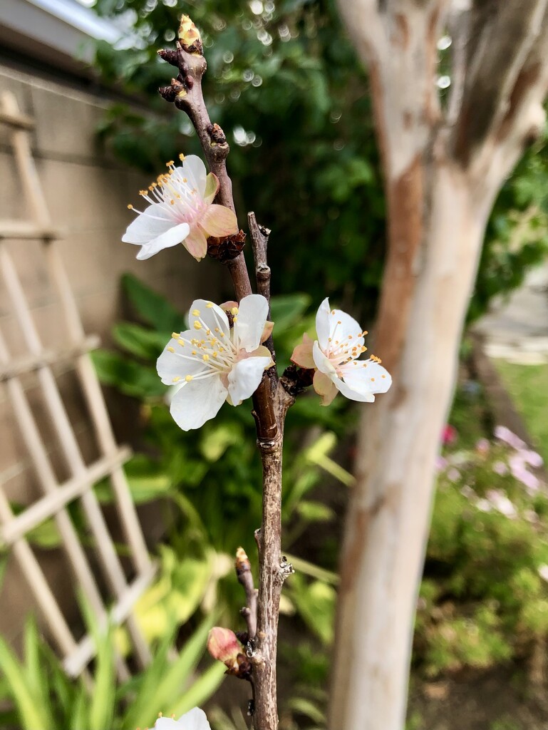 Apricot Blossoms  by loweygrace