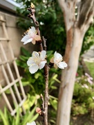 15th Feb 2022 - Apricot Blossoms 