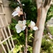 Apricot Blossoms  by loweygrace