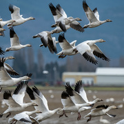 8th Feb 2022 - Snow Geese near the Skagit Valley