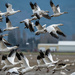 Snow Geese near the Skagit Valley by theredcamera