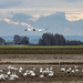 Snow Geese feeding by theredcamera