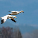 Snow Geese, close up by theredcamera