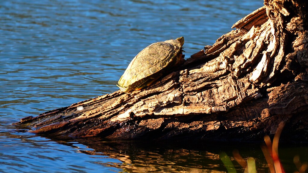 46-365 Turtle by slaabs