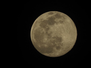 15th Feb 2022 - Yellow moon