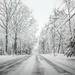 Winter Storm by joansmor