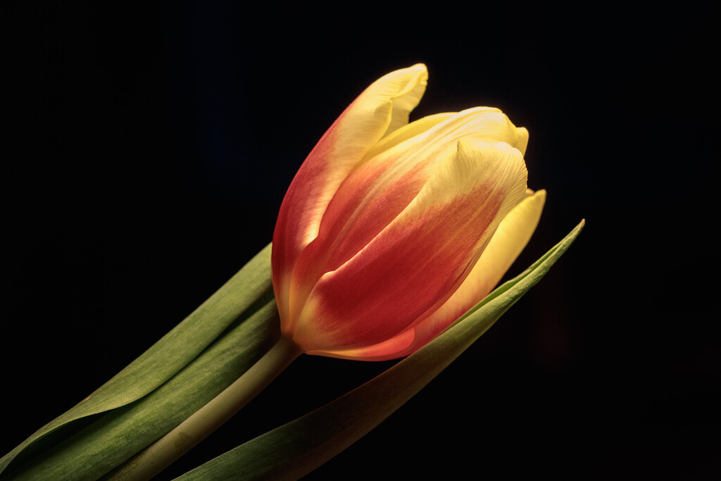tulip by aecasey
