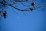 13th Feb 2022 - moon tree composite