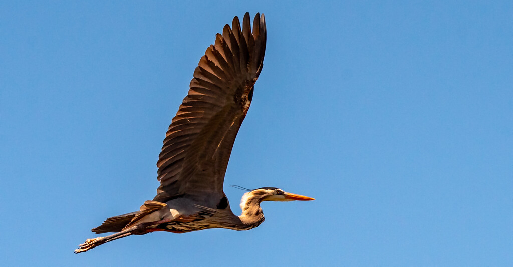 Another Blue Heron Fly-by! by rickster549