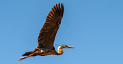15th Feb 2022 - Another Blue Heron Fly-by!