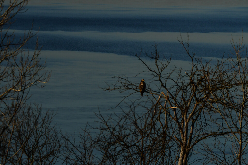 Golden Eagle Over an Icy Clinton Lake by kareenking