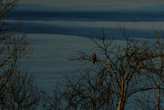 10th Feb 2022 - Golden Eagle Over an Icy Clinton Lake