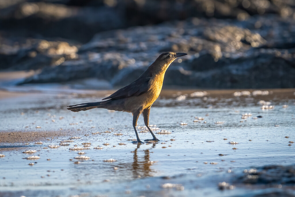Great-tailed Grackle having a beach day by nicoleweg