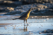15th Feb 2022 - Great-tailed Grackle having a beach day