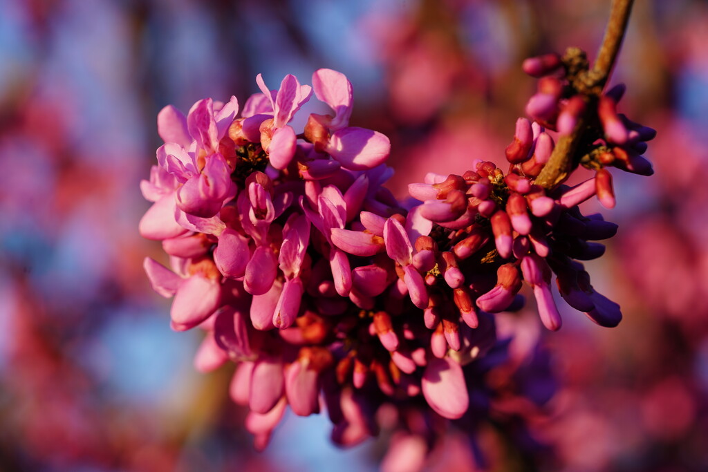 Chinese redbud by acolyte