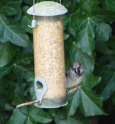 4th Feb 2022 - sparrow on a feeder