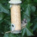 sparrow on a feeder by cam365pix