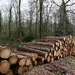 woodpile by cam365pix