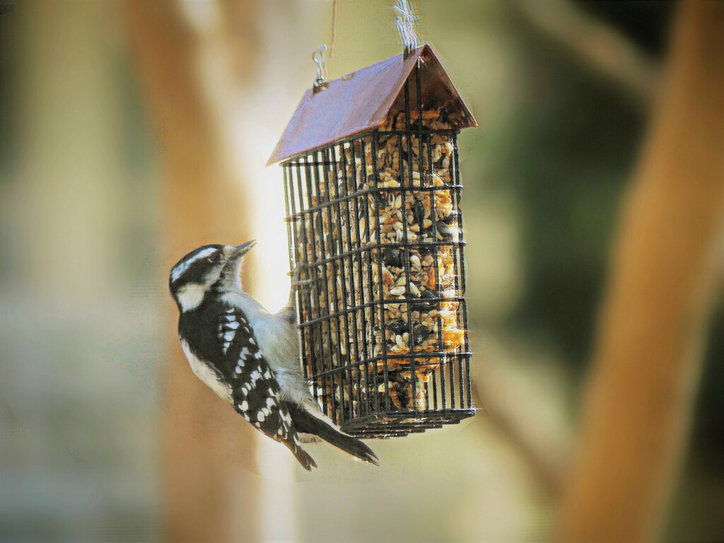 Downy Woodpecker by peggysirk