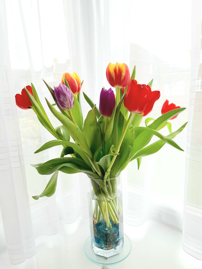 A bunch of tulips by beryl